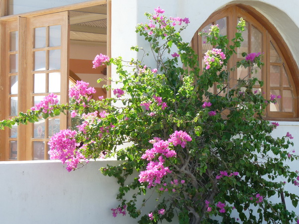 ������ ����