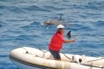 дельфины в бухте
